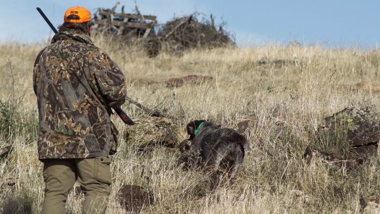 Comment choisir son chien de chasse ?